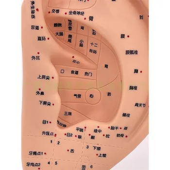 22 см Модель уха Акупунктурные точки Аурикулярная модель Ушная акупунктурная точка Модель ушной раковины Массажная терапия ушной раковины