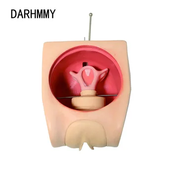 DARHMMY Продвинутая модель контроля рождаемости, Модель обучения планированию семьи, Симулятор контрацепции, Модель ВМС