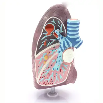 ПВХ Медицинская модель анатомии легких Дыхательная система для обучения пациентов